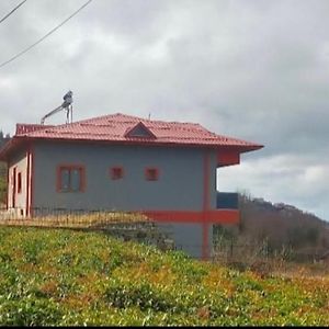 Koci Otel